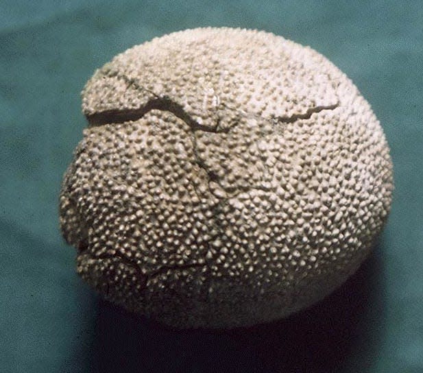 The dinosaur egg found in Selma, Alabama, is believed to contain an ornithomimid.
