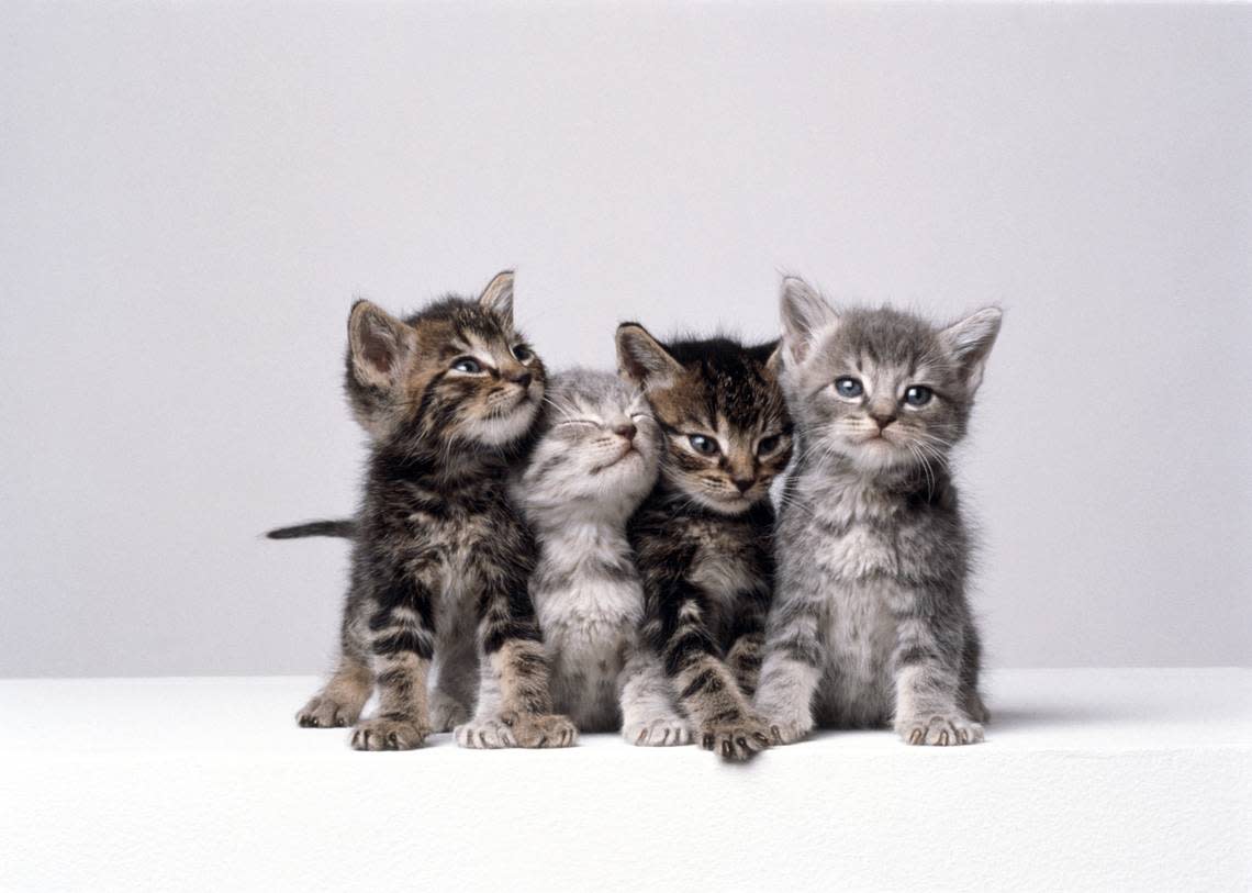 Four gray, black and white kittens huddled together.