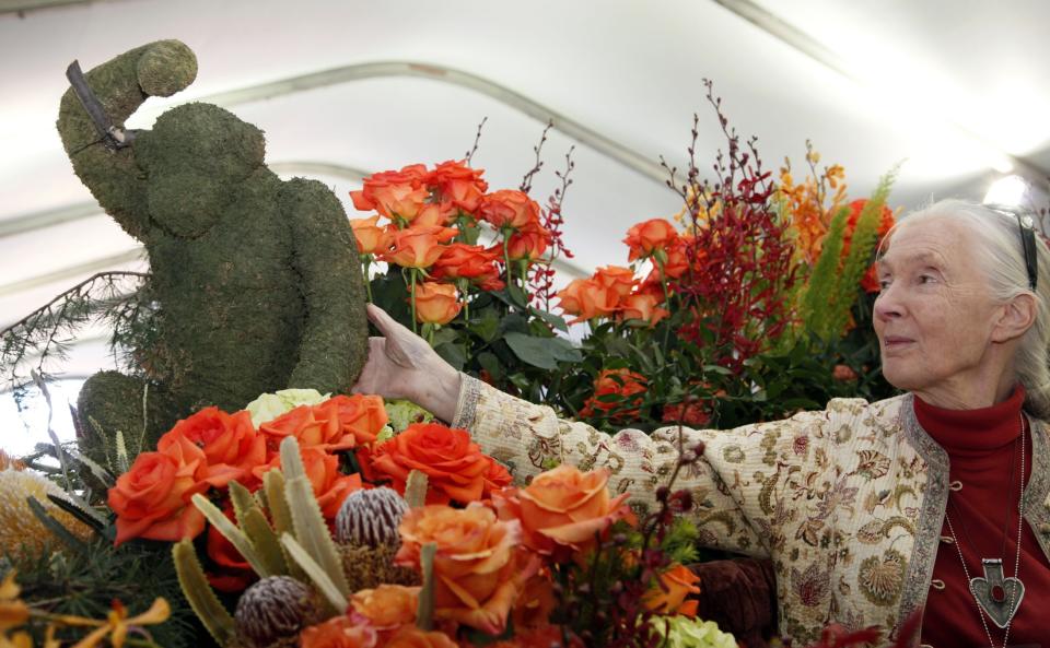 Jane Goodall, the world's foremost expert on chimpanzees looks over flowers in Pasadena, Calif., Monday, Dec. 31, 2012. Goodall will be the Grand Marshall of the 2013 Rose Parade in Pasadena, Calif. New Year's Day. (AP Photo/Nick Ut)