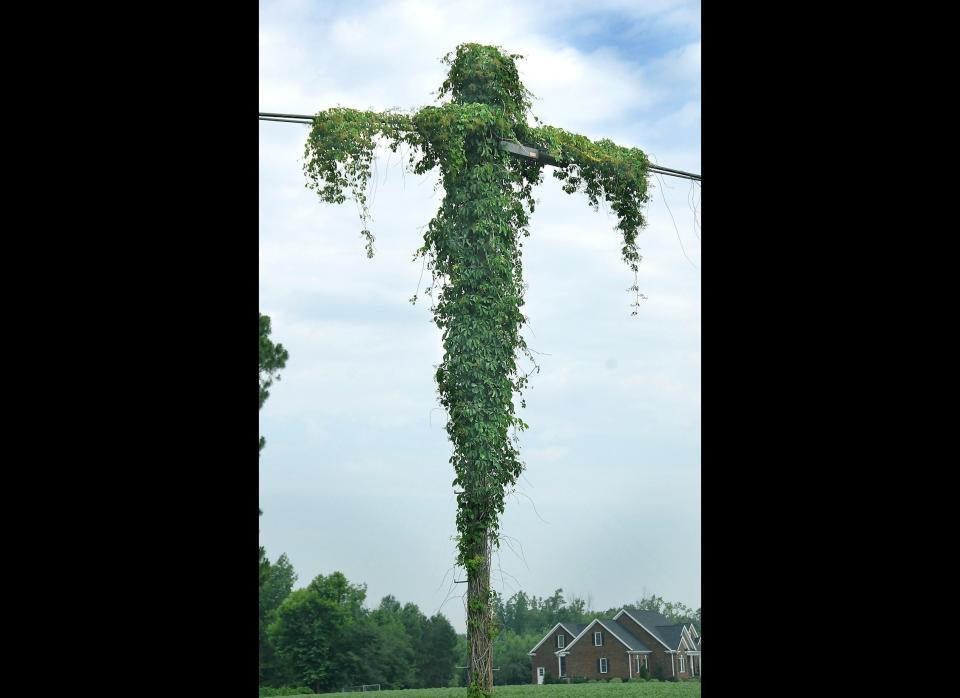 In this June 28, 2011 photo, a patch of kudzu grows on a utility pole, in Kinston, N.C. People in the area see a likeness to Jesus Christ on the cross. Kent Hardison runs Ma's Hot Dog stand nearby. He says he was getting ready to spray it with herbicide until he noticed the resemblance. (AP Photo/Daily Free Press, Charles Buchanan)         