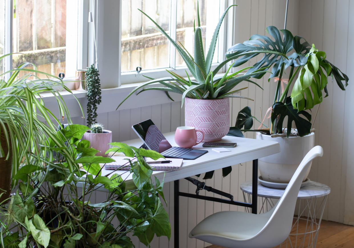 Houseplants can not only pretty-up your workspace but provide a whole host of health benefits. (Getty Images)