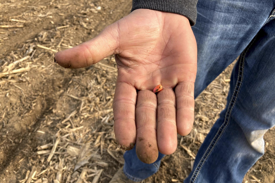 Farmer Lance Unger holds a corn seed to be planted in one of his fields where he uses minimum tillage practices to improve yields and keep more carbon stored in the soil, in Carlisle, Indiana on April 6, 2021. The Biden administration is encouraging government and private initiatives that encourage such practices on farms as one strategy for fighting climate change while boosting the rural economy. (AP Photo/John Flesher)