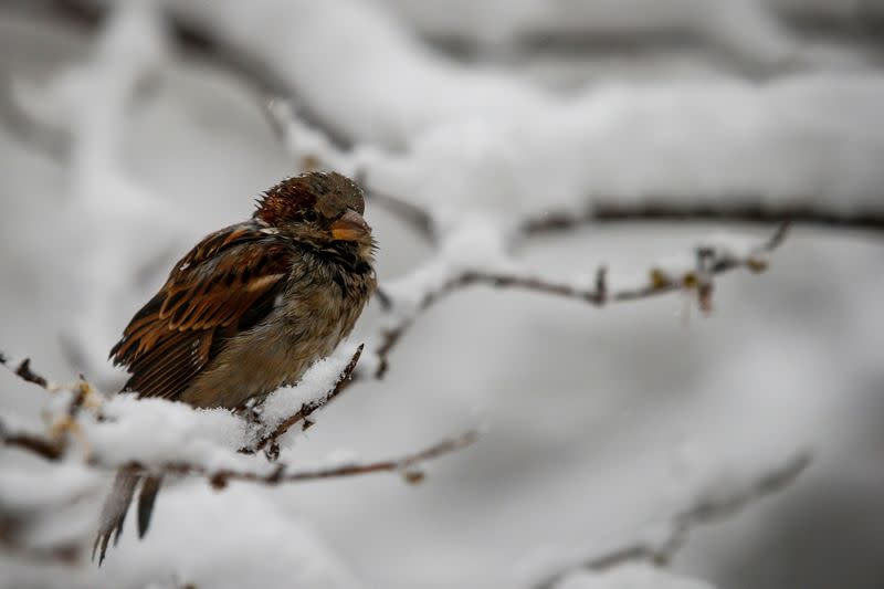 FILE PHOTO: A bird is seen in a snow covered tree in Central Park during a pre-winter storm in New York
