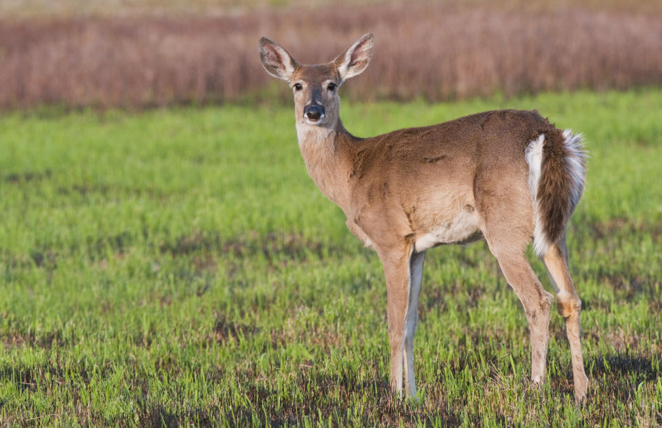 Dozens of provinces and states have confirmed cases of chronic wasting disease in cervids like deer, moose, caribou and elk. (Photo via Getty Images)