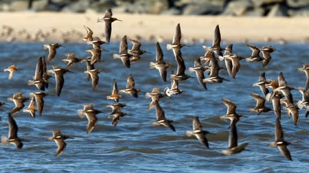 FILE PHOTO: Shorebirds flock together as they arrive to feed on Atlantic Horseshoe crab eggs along Pickering beach in Delaware Bay