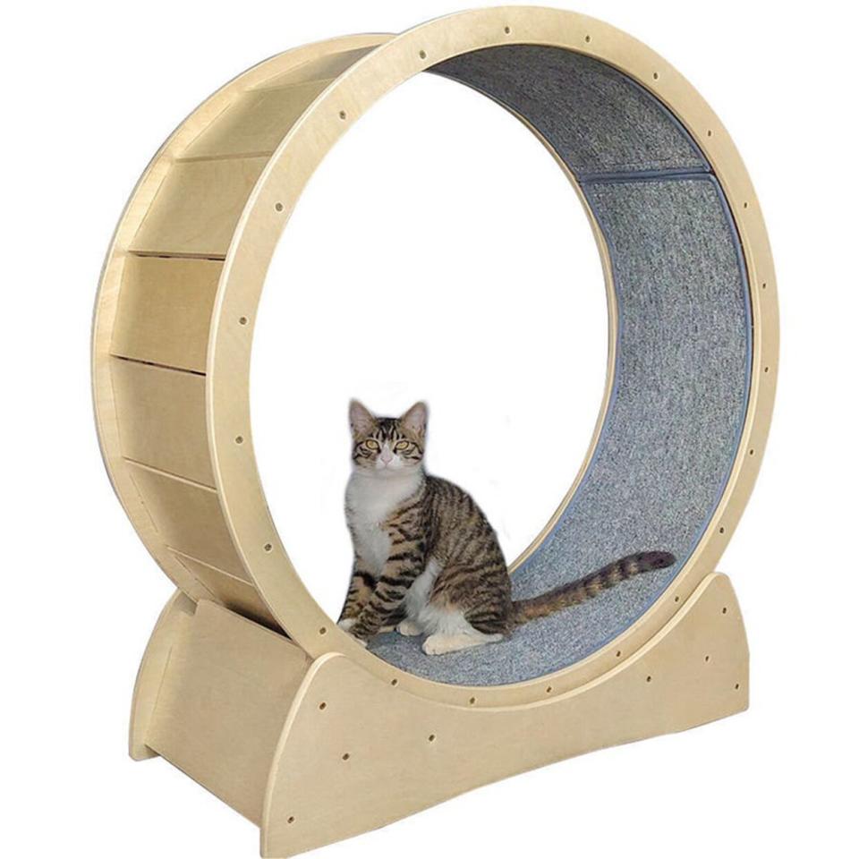 Cat Running Wheel