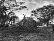 <p>Storm damage from Hurricane Irma in Miami. (Photo: Holly Bailey/Yahoo News) </p>