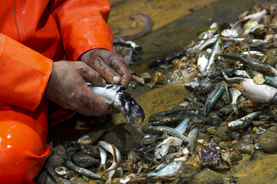 Francesco selects fish aboard the trawler Marianna, early Thursday morning, during a fishing trip in the Tyrrhenian Sea, April 2, 2020. Italy’s fishermen still go out to sea at night, but not as frequently in recent weeks since demand is down amid the country's devastating coronavirus outbreak. For one night, the Associated Press followed Pasquale Di Bartolomeo and his crew consisting of his brother Francesco and another fishermen, also called Francesco, on their trawler Marianna. (AP Photo/Andrew Medichini)