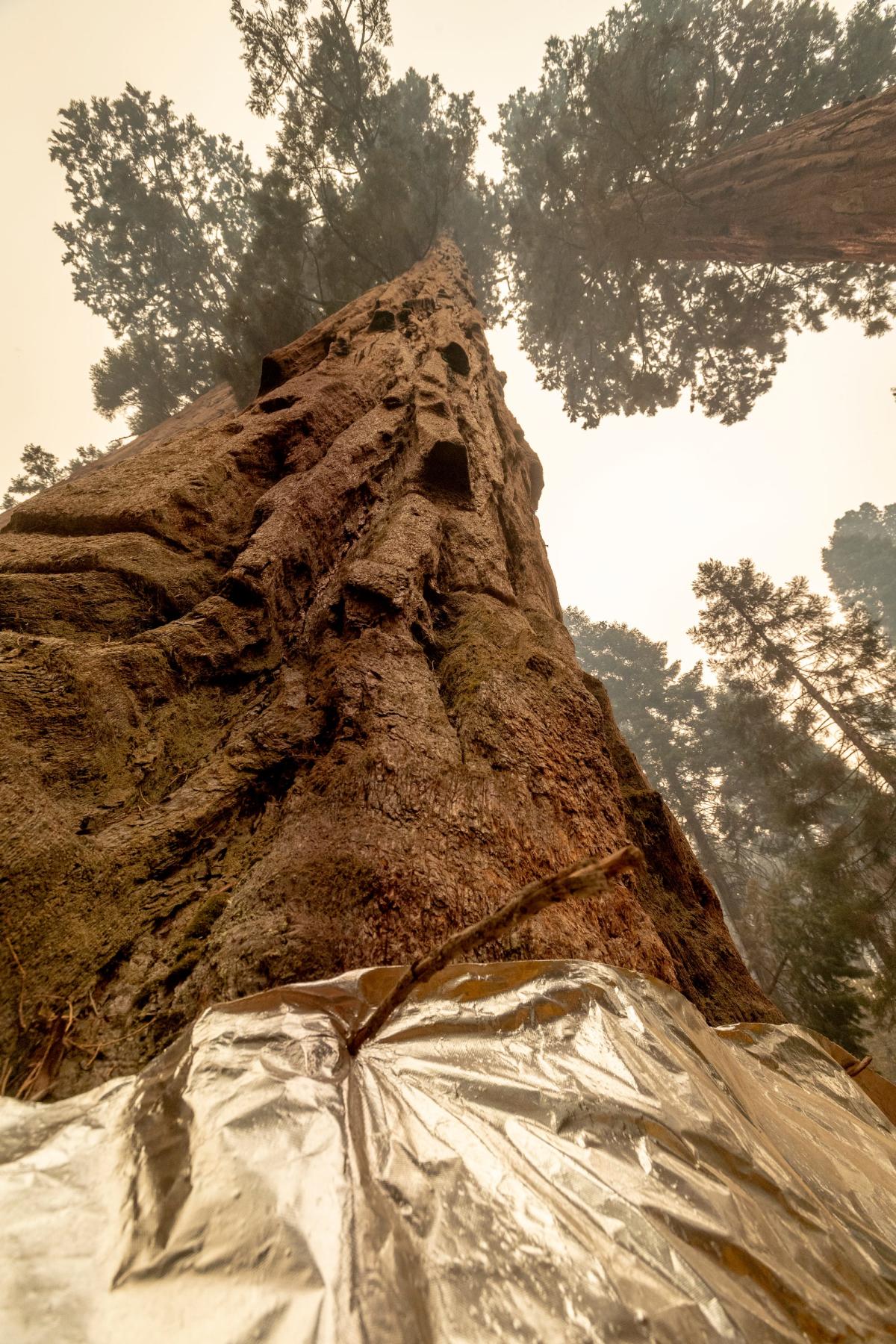 California Wildfire May Have Killed Hundreds Of Giant Sequoias Burning Through Earths Largest 