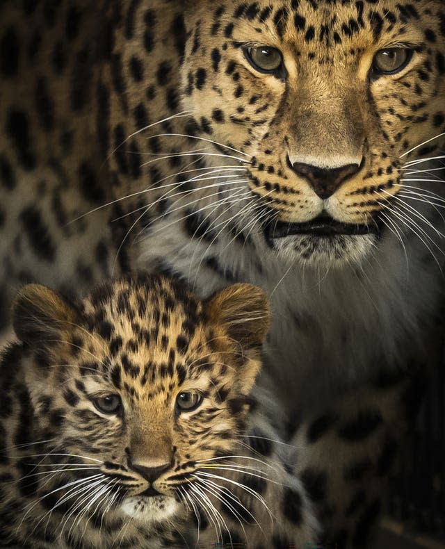 Newborn leopard cub