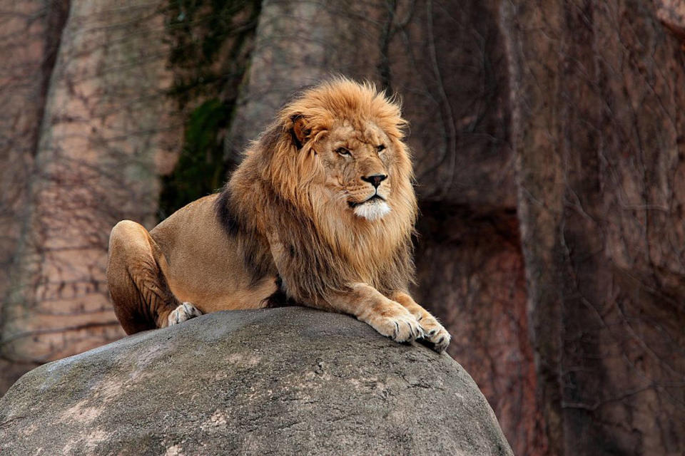 Lincoln Park Zoo Animals In Chicago (Raymond Boyd / Getty Images)