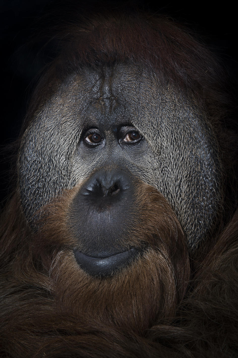 A 40-year-old orangutan named Azy at the Simon Skjodt International Orangutan Center in Indianapolis, Indiana.