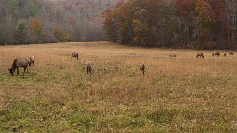 A recent DNA study aimed at counting the elk population in Western North Carolina showed that, by far, elk density is greatest in and around fields.