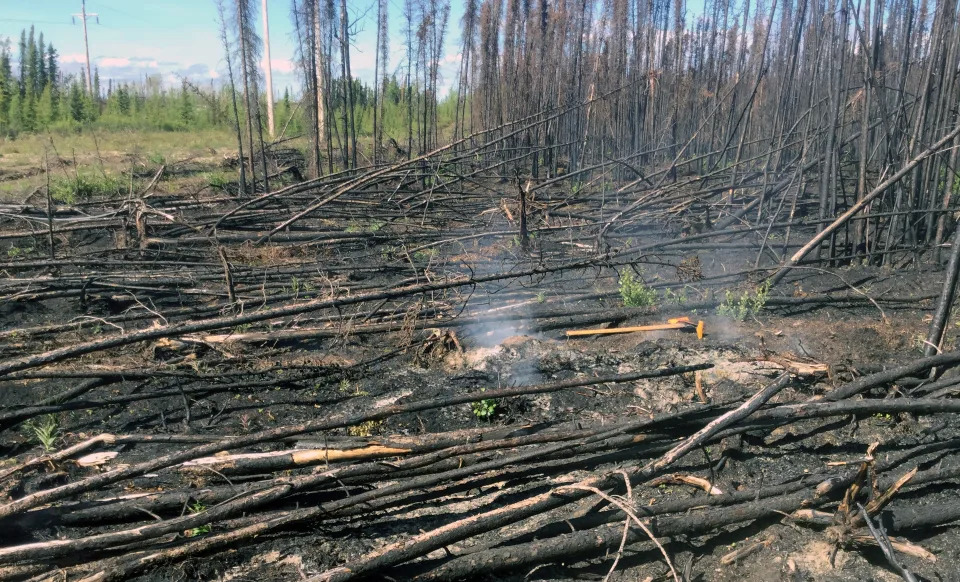 In a wooded area of downed, burned saplings, smoke rises from a hot spot.