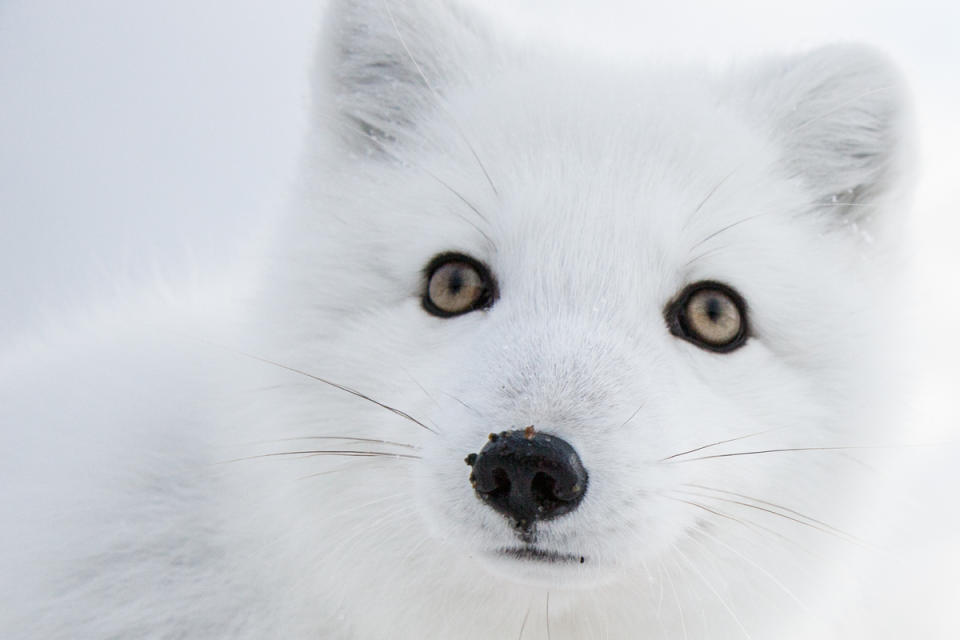出沒在阿拉斯加地區的北極狐，擁有可愛雪白的外表，近看還有點呆萌。