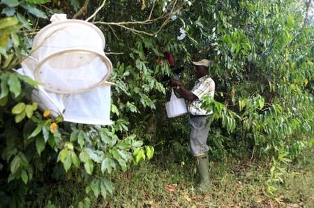 A researcher from the Uganda Virus Research Institute (UVRI) collects insect traps at the Zika Forest in Entebbe, south of Uganda's capital Kampala March 2, 2016. REUTERS/James Akena