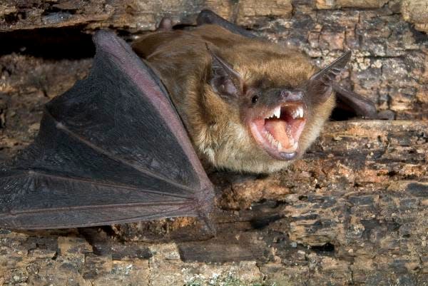 Big brown bat (Eptesicus fuscus) at the roost.