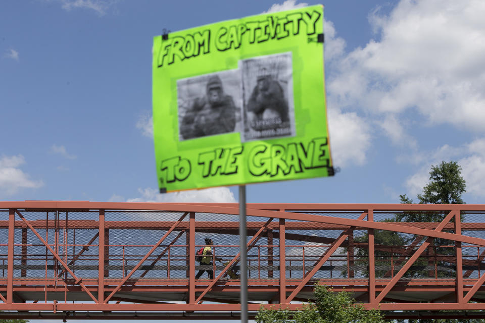 <p>A sign is held outside the Cincinnati Zoo & Botanical Garden during a demonstration as a zoo visitor enters the grounds via a foot bridge, Monday May 30, 2016, in Cincinnati. Animal rights activists and mourners gathered Monday for a Memorial Day vigil for the Harambe, a gorilla killed at the Cincinnati Zoo Saturday after a 4-year-old boy slipped into an exhibit and a special zoo response team concluded his life was in danger. There has been an outpouring on social media of people upset about the killing of the member of an endangered species. (AP Photo/John Minchillo) </p>