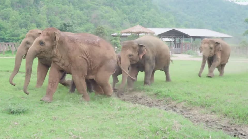 The happiest herd in the world running towards the latest addition. Source: YouTube