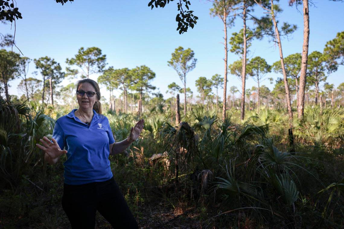 Jennifer Tisthammer stands in front of a pine rockland ecosystem on the Deering Estate. These pines only grow on top of limestone deposits on high ground in South Florida.