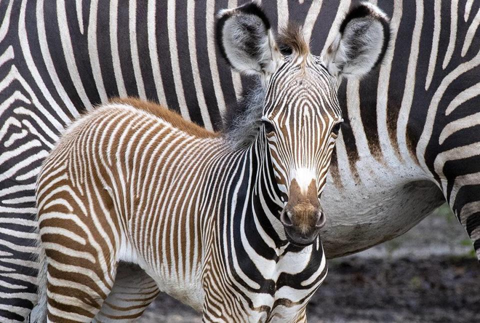 Pictured is one of two Grevy’s zebras born at Zoo Miami during the first week of July 2019.