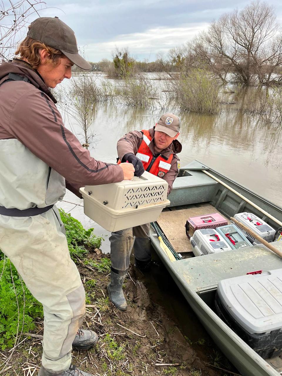 Biologists rescued flood stranded brush rabbits by hand from flood waters and released them on high ground at the San Joaquin River National Wildlife Refuge earlier this year.