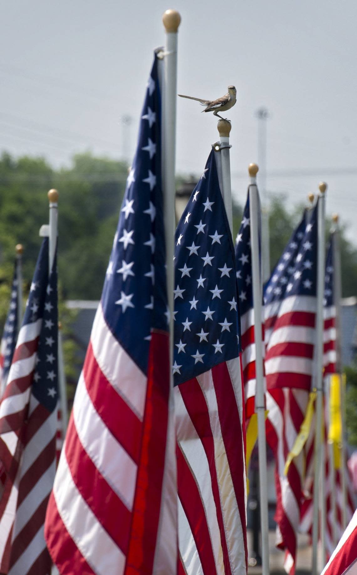 Flags 4 Freedom will be on display July 2-9 in Downtown Merriam.