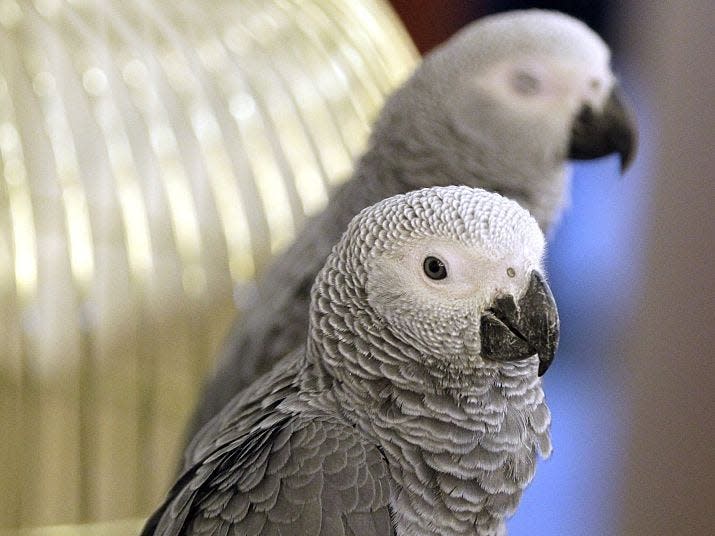 African Grey Parrots