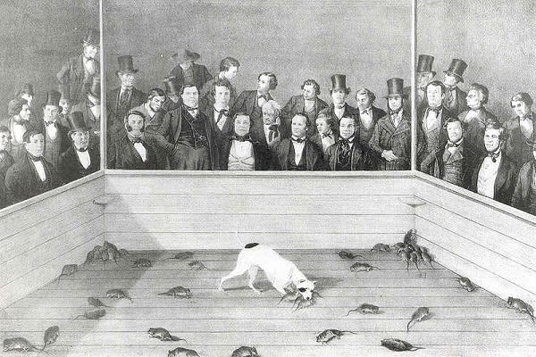 El Rat-baiting fue una de las mayores aficiones de la clase alta británica durante la Época Victoriana (imagen vía Wikimedia commons)