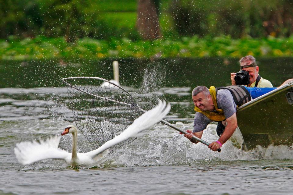 Former Ledger photographer Michael Wilson snaps photos while seated behind Steve Platt of Lakeland Parks and Recreation during the 39th annual Swan Roundup on Lake Morton in 2014. Wilson, a staff photographer at the paper from 1988 to 2016, died Sunday at age 61.