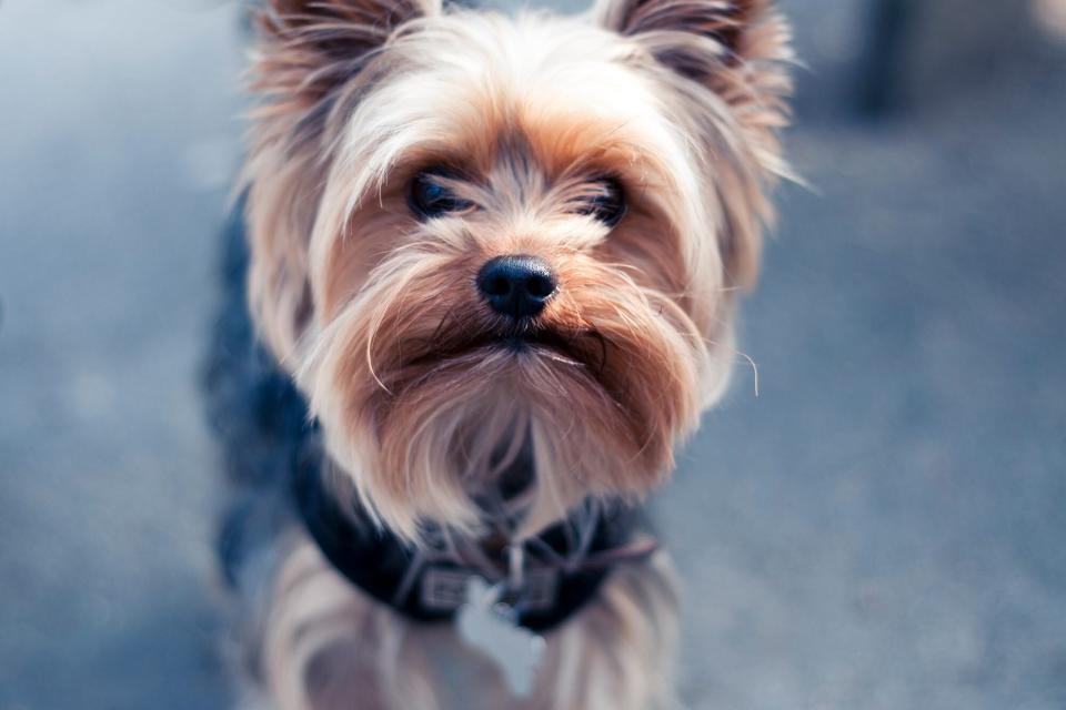 yorkshire terrier with black collar close-up