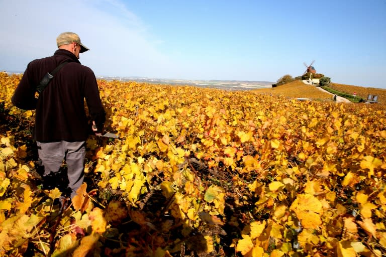 Un ouvrier viticole taille un vignoble de Champagne, le 29 octobre 2021 (FRANCOIS NASCIMBENI)