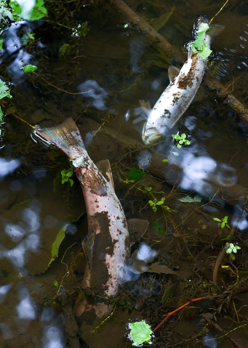 Brown trout that were found dead in Beaver Creek on Tuesday, Aug. 8, 2023.