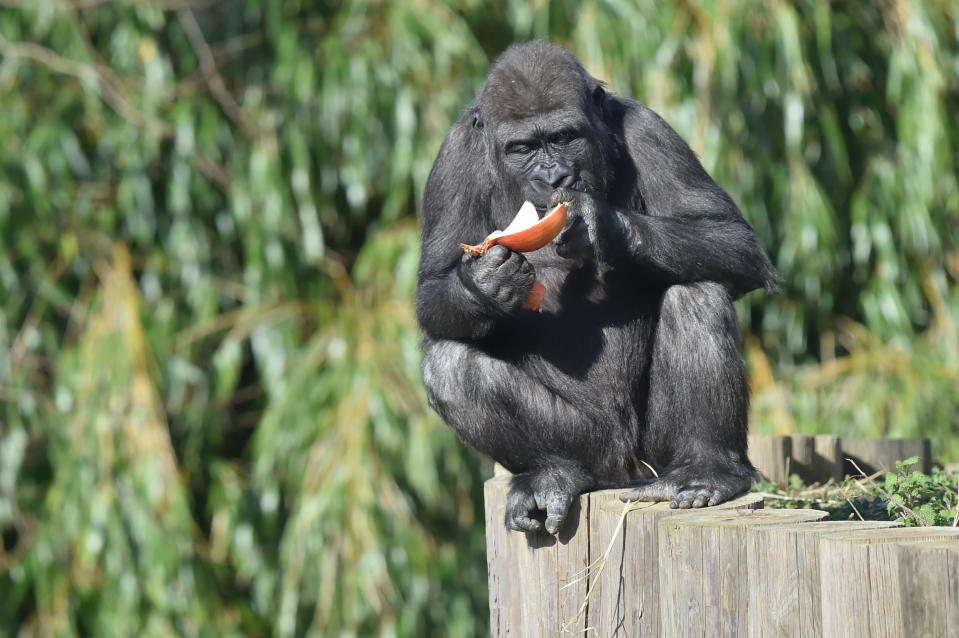 Western Lowland Gorilla