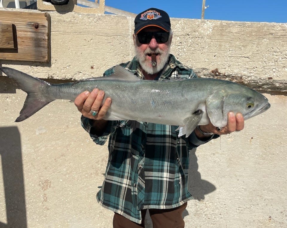 Pat Colangelo with the 34-inch, 13-pound bluefish he escorted to the shoreline this week in Wilbur by the Sea.