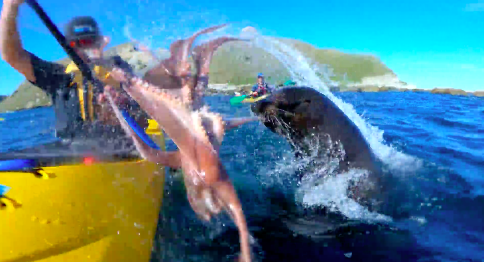 GoPro footage shows giant seal throws octopus at New Zealand kayaker in fight