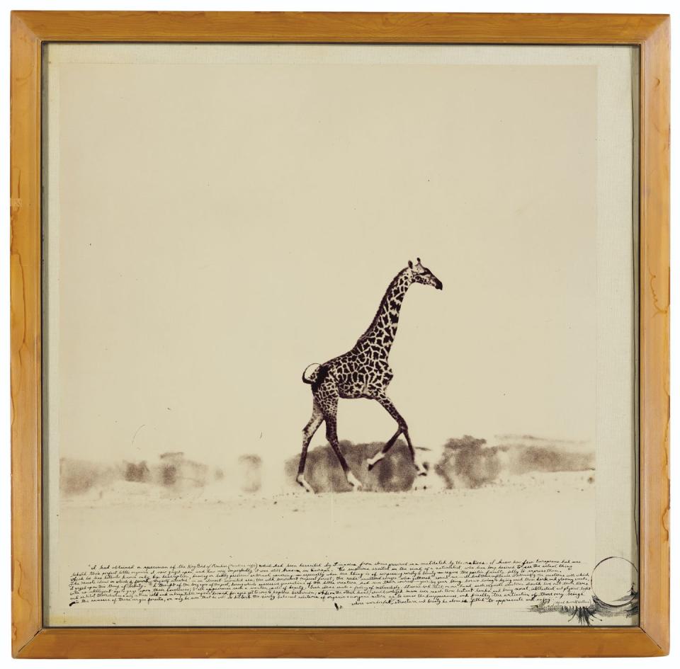 Running Giraffe, by Peter Beard