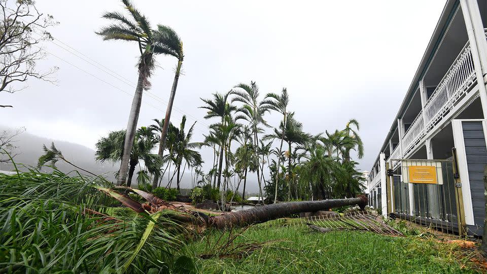 A tree toppled by winds of up to 263km/h on Airlie Beach as Cyclone Debbie made landfall. Photo: AAP