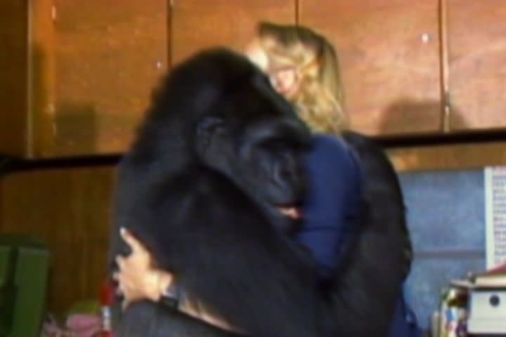 <p>Can animals really communicate with humans? Koko might answer that question once and for all. In the new documentary <em>Koko: The Gorilla Who Talks to People</em>, the BBC gives audiences a glimpse into the everyday life of Koko and her teacher Penny Paterson, who has taught the gorilla how to communicate with humans through sign language. Koko even has some celebrity friends: Leonardo DiCaprio and William Shatner.</p> <p>More details: <a rel="nofollow noopener" href="http://on.mash.to/260MrBv" target="_blank" data-ylk="slk:http://on.mash.to/260MrBv;elm:context_link;itc:0;sec:content-canvas" class="link ">http://on.mash.to/260MrBv</a></p> <p><em>Koko: The Gorilla Who Talks</em> to People airs on BBC One on June 15 at 8:30 p.m.</p>