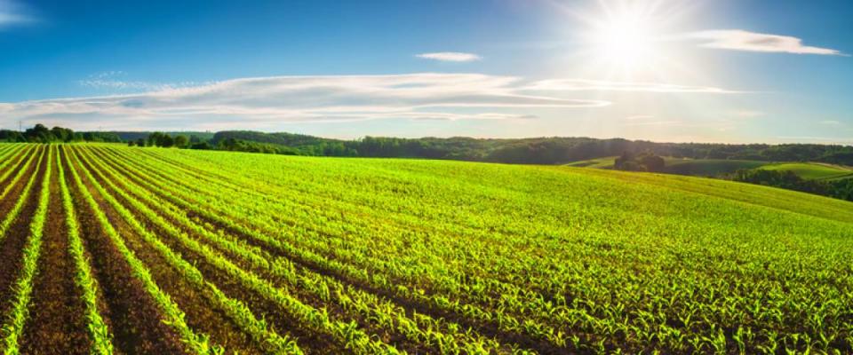 Agriculture shot: rows of young corn plants growing on a vast field with dark fertile soil leading to the horizon