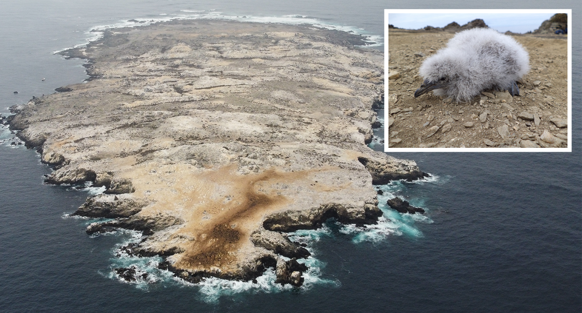 Locally extinct bird lured back to remote island with audio recording