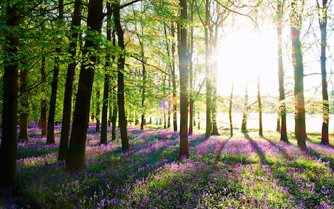 Bradfield Woods - Credit: istock