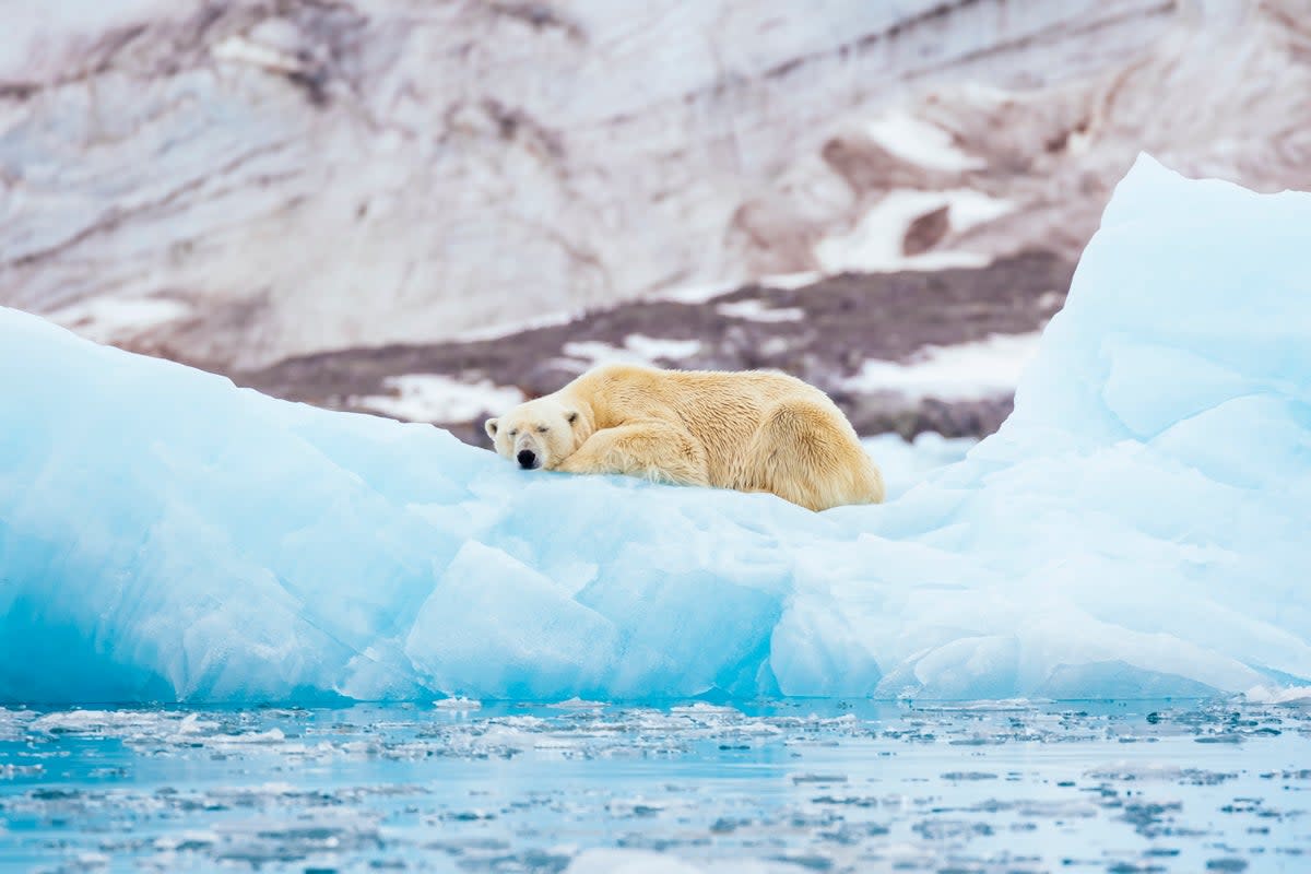 A polar bear on Svalbard (Getty Images/Andrew Peacock)