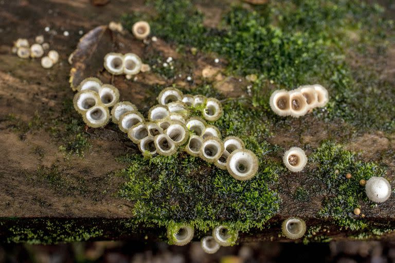 Mushrooms in Villarrica National Park in Chile on May 9, 2022. Some species can store exceptionally high amounts of carbon that would otherwise stay in the atmosphere. (Tomas Munita/The New York Times)