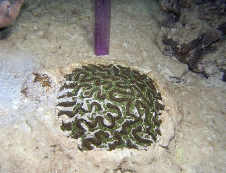 A colony of Colpophyllia natans, known as boulder brain coral, is seen buried next to a ruler measuring the depth of silt at the port of Miami, in Biscayne Bay, in this undated handout photo courtesy of The Florida Department of Environmental Protection (FDEP). REUTERS/The Florida Department of Environmental Protection/Handout