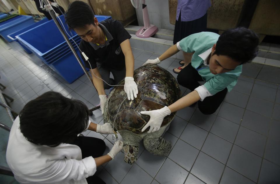 Head of Chulalongkorn University's veterinary medical aquatic animal research center Nantarika Chansue, left, injects saline solution as part of rehabilitation treatment for 25-year-old green sea turtle "Bank" in Bangkok, Thailand, Friday, March 10, 2017. Veterinarians operated on Bank Monday to remove 915 coins weighing 5 kilograms (11 pounds) from her stomach, which she swallowed after misguided human passers-by tossed coin into her pool for good luck in eastern Thailand. (AP Photo/Sakchai Lalit)