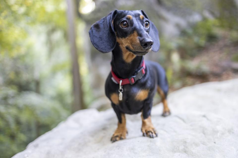 dachshund in the forest smallest dog breeds