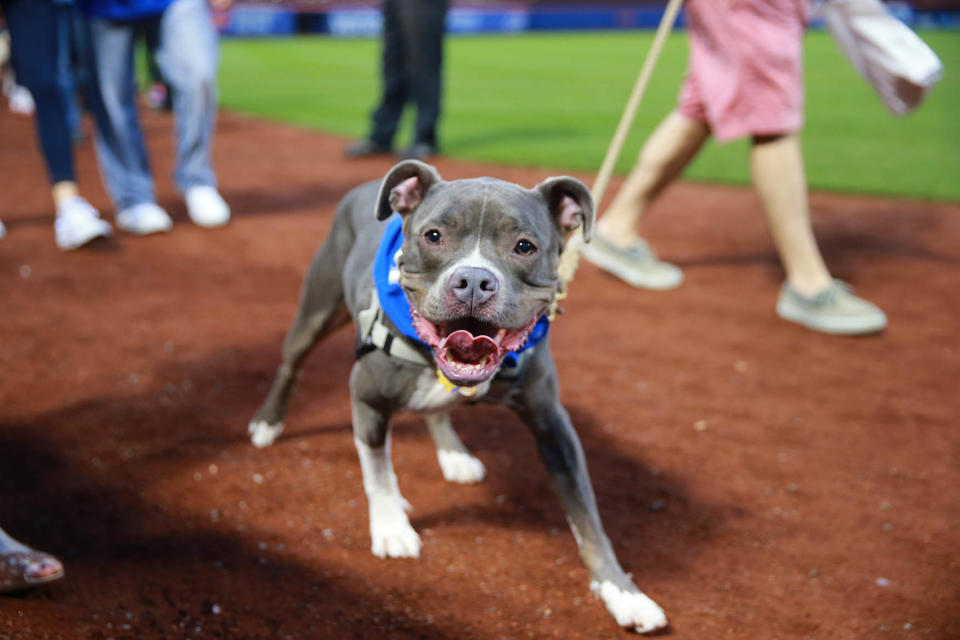 Bark in the Park