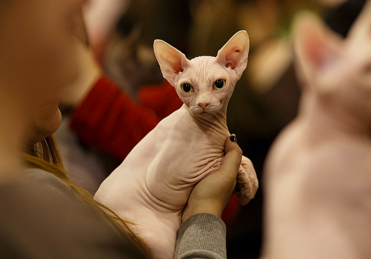 Scam: The cat had been shaved of all its hair (Getty/File pic)