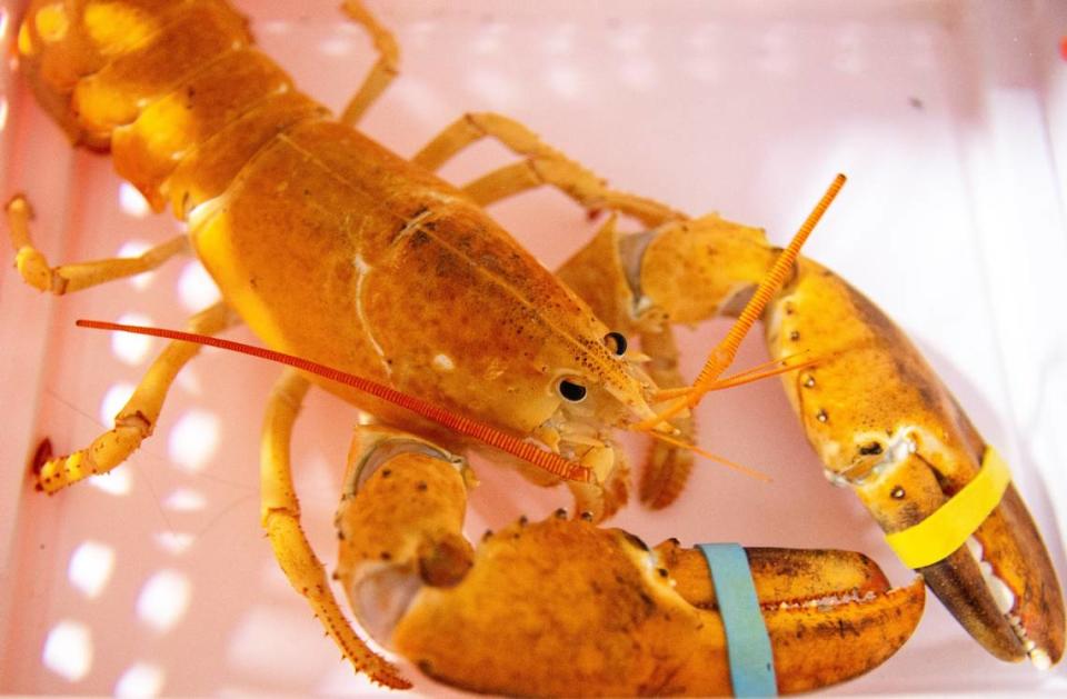 A rare orange lobster was discovered at a Japanese restaurant in Phoenix over the summer. Nobu Scottsdale turned over the crustacean to OdySea Aquarium. The creature doesn’t have a public exhibit yet.